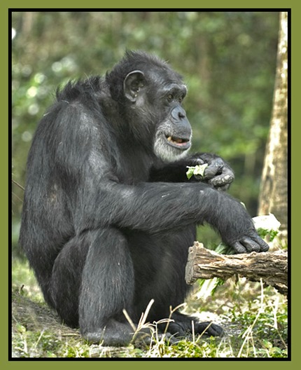 Chimp Romaine