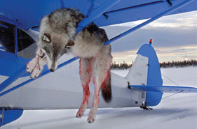 281x185_wolf_hunt_plane_2007_dow.gif
