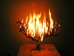 burning-bush.jpg