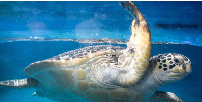 Screen Shot 2022-07-18 at 6.46.26 AM